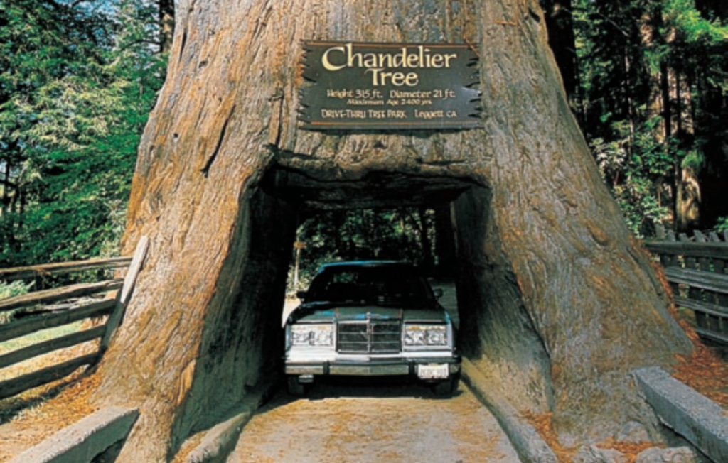 strada-di-sequoie